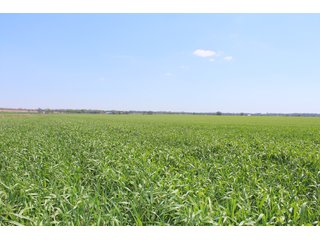 Property photo 24 - OKLAHOMA LAND AUCTION, 550+/- Acres offered in 7 Tracts
